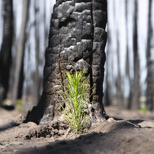 one tree planted